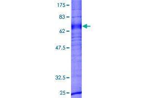 GPR173 Protein (GST tag)