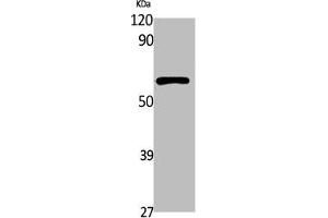 Western Blot analysis of K562 cells using DNA Pol Polyclonal Antibody (POLM antibody  (Internal Region))