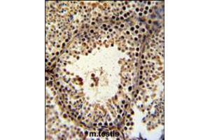PHF13 Antibody IHC analysis in formalin fixed and paraffin embedded mouse testis tissue followed by peroxidase conjugation of the secondary antibody and DAB staining.