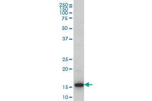 HIST1H3D monoclonal antibody (M01), clone 1D8 Western Blot analysis of HIST1H3D expression in Hela S3 NE . (HIST1H3D antibody  (AA 1-60))