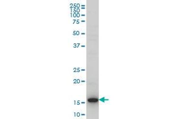 HIST1H3D antibody  (AA 1-60)