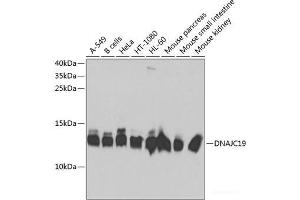 Western blot analysis of extracts of various cell lines using DNAJC19 Polyclonal Antibody at dilution of 1:1000. (DNAJC19 antibody)