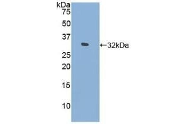 FLNC antibody  (AA 17-259)