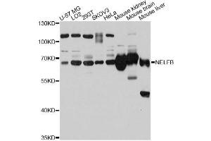 Western blot analysis of extracts of various cell lines, using NELFB antibody (ABIN5998320) at 1:3000 dilution. (COBRA1 antibody)