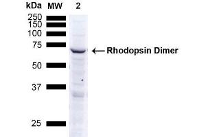 Western Blot analysis of Human A549 cells showing detection of ~38. (Rhodopsin antibody  (Atto 488))