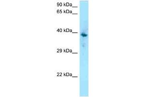 WB Suggested Anti-F2RL1 Antibody Titration: 1. (F2RL1 antibody  (C-Term))