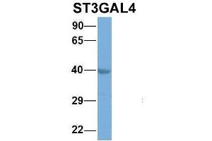 Host:  Rabbit  Target Name:  EGFL8  Sample Type:  Hela  Antibody Dilution:  1. (ST3GAL4 antibody  (Middle Region))