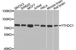 Western blot analysis of extracts of various cells, using YTHDC1 antibody. (YTHDC1 antibody)