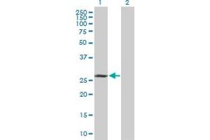 Western Blot analysis of TAF9B expression in transfected 293T cell line by TAF9B MaxPab polyclonal antibody.