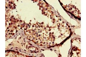 Immunohistochemistry of paraffin-embedded human testis tissue using ABIN7168651 at dilution of 1:100 (SEC14L3 antibody  (AA 201-400))