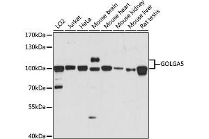 Western blot analysis of extracts of various cell lines, using GOLG antibody (ABIN7267496) at 1:1000 dilution. (GOLGA5 antibody  (AA 1-300))