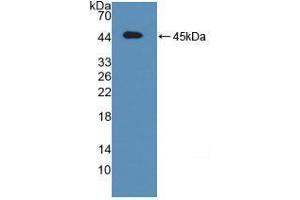 Western blot analysis of recombinant Mouse ATF6. (ATF6 antibody  (AA 1-377))