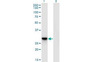 DNAJC27 antibody  (AA 1-273)