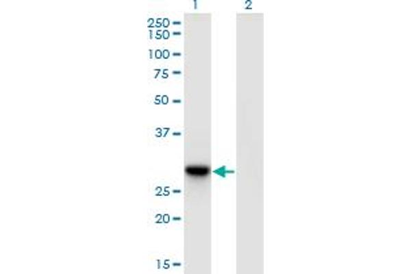DNAJC27 antibody  (AA 1-273)