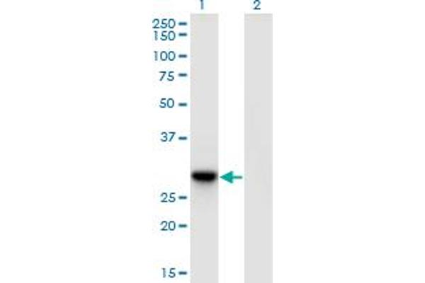 DNAJC27 Antikörper  (AA 1-273)