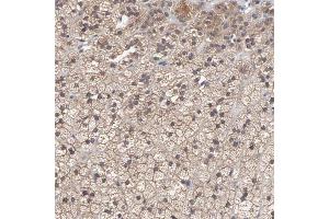 Immunohistochemical staining of human adrenal gland with CCT2 polyclonal antibody  shows cytoplasmic positivity in cortical cells at 1:200-1:500 dilution. (CCT2 antibody)