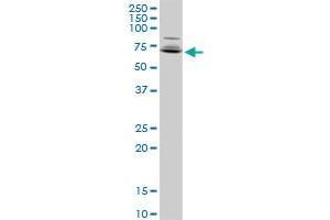 A1CF MaxPab polyclonal antibody. (A1CF antibody  (AA 1-594))