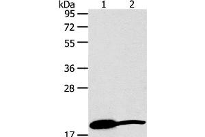 GDF2 antibody