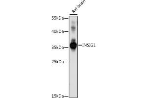 Western blot analysis of extracts of rat brain, using INSIG1 antibody (ABIN7267887) at 1:1000 dilution. (INSIG1 antibody  (C-Term))