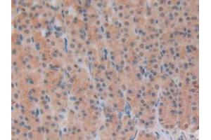 IHC-P analysis of Rat Stomach Tissue, with DAB staining. (INHBB antibody  (AA 297-411))