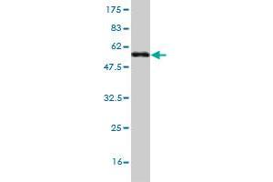 Western Blot detection against Immunogen (53. (LFNG antibody  (AA 1-250))