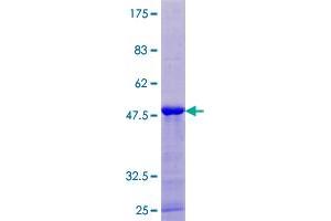 CPLX3 Protein (AA 1-158) (GST tag)