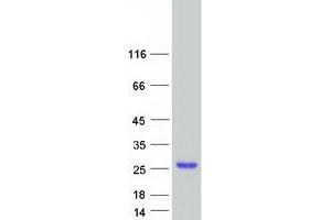 CRYGA Protein (Myc-DYKDDDDK Tag)