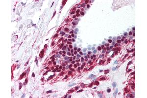 Anti-DDX39B / UAP56 antibody IHC of human breast. (DDX39B antibody  (C-Term))