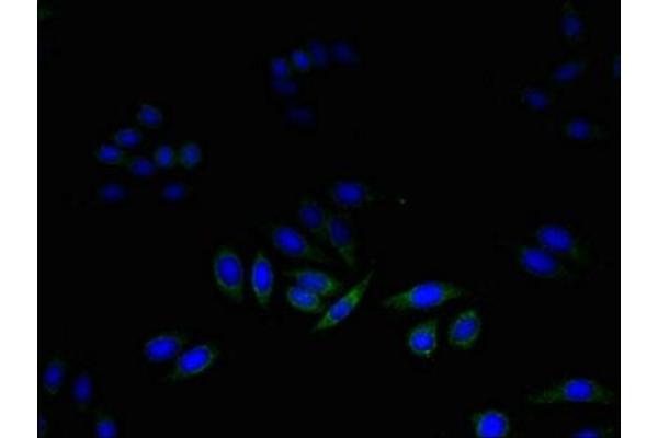 DAD1 antibody  (AA 1-113)