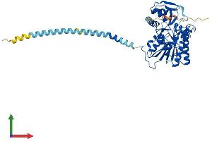 AlphaFold protein structure predicition of Human Recombinant UXS1 Protein, UniprotID Q8NBZ7
