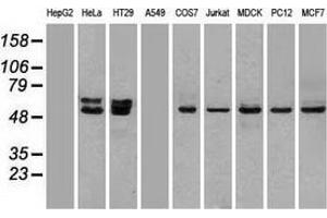 Western blot analysis of extracts (35 µg) from 9 different cell lines by using anti-OXSR1 monoclonal antibody. (OXSR1 antibody)