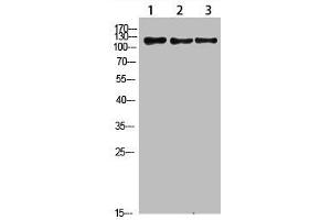 Western Blot analysis of 1,mouse-liver 2,hela 3,mouse-brain cells using primary antibody diluted at 1:1000(4 °C overnight).