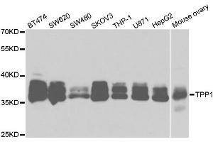 Western Blotting (WB) image for anti-Tripeptidyl Peptidase I (TPP1) antibody (ABIN1876828) (TPP1 antibody)