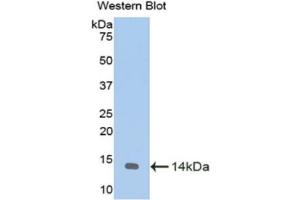 Western Blotting (WB) image for anti-Melatonin Receptor 1A (MTNR1A) (AA 312-366) antibody (ABIN1175872)