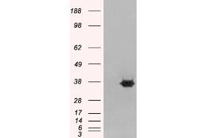 HEK293 overexpressing MORF4L2 (RC210566) and probed with ABIN184732 (mock transfection in first lane), tested by Origene. (MORF4L2 antibody  (N-Term))
