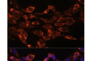 Immunofluorescence analysis of NIH/3T3 cells using MAOA Polyclonal Antibody at dilution of 1:100.