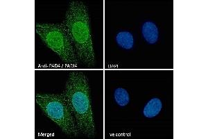 (ABIN185308) Immunofluorescence analysis of paraformaldehyde fixed U2OS cells, permeabilized with 0. (PAD4 antibody  (N-Term))