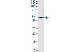 AMBP MaxPab rabbit polyclonal antibody. (AMBP antibody  (AA 1-352))