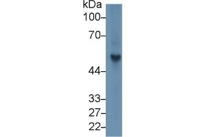 Rabbit Capture antibody from the kit in WB with Positive Control: Rat spleen lysate. (Fibrinogen beta Chain ELISA Kit)