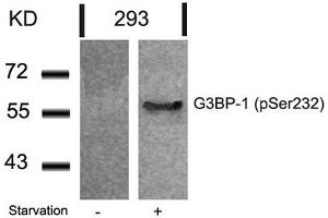 Western blot analysis of extracts from 293 cells untreated or treated with starvation using G3BP-1(Phospho-Ser232) Antibody. (G3BP1 antibody  (pSer232))