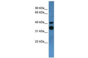 Image no. 1 for anti-Coagulation Factor II (thrombin) Receptor-Like 2 (F2RL2) (C-Term) antibody (ABIN6746742)