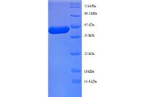SDS-PAGE (SDS) image for Ribosomal Protein L27 (RPL27) (AA 2-136), (full length) protein (GST tag) (ABIN1607976)