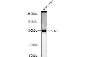 Western blot analysis of extracts of Mouse fat, using  antibody (ABIN3015815, ABIN3015816, ABIN3015817 and ABIN6219164) at 1:500 dilution. (AOC3 antibody  (AA 27-190))