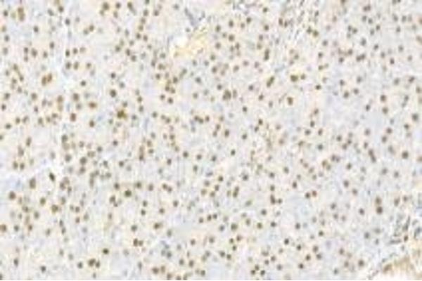 NARF antibody