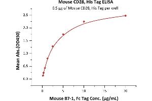 Immobilized Mouse CD28, His Tag (ABIN2870718,ABIN2870719) at 5 μg/mL (100 μL/well) can bind Mouse B7-1, Fc Tag (ABIN2870712,ABIN2870713) with a linear range of 0. (CD28 Protein (CD28) (AA 20-149) (His tag))