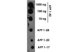 Dot blot of Beta amyloid polyclonal antibody  at a 1 : 1000 dilution.