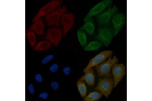 Caldesmon Mouse Monoclonal Antibody staining Hela cells by IF/ICC.