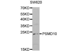 Western Blotting (WB) image for anti-Proteasome (Prosome, Macropain) 26S Subunit, Non-ATPase, 10 (PSMD10) antibody (ABIN1874388)