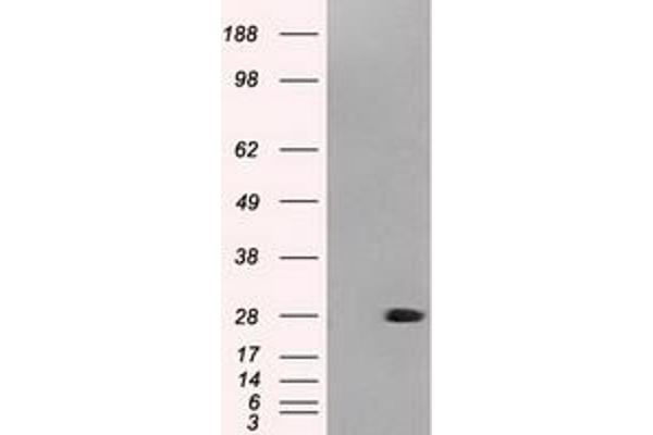 Neurogenin 1 antibody