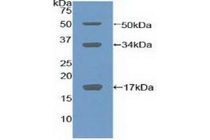 COL10 antibody  (AA 547-680)